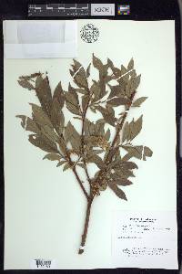 Salix arbusculoides image