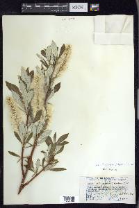 Salix alaxensis var. longistylis image