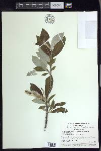 Salix alaxensis image