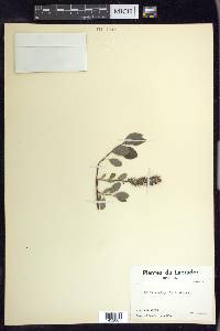 Salix arctophila image