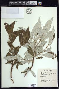 Salix alaxensis image