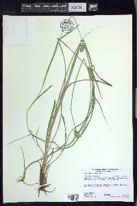 Carex bebbii image