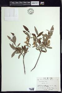 Salix arbusculoides image