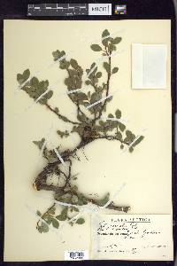 Salix arctophila image