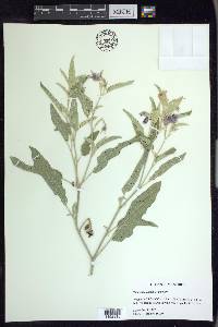 Solanum elaeagnifolium image