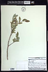 Salix arctica image