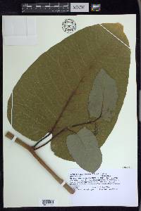 Fallopia sachalinensis image