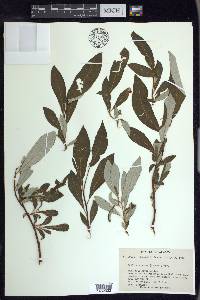 Salix alaxensis image