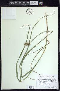 Carex cristatella image