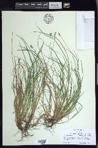 Carex peckii image