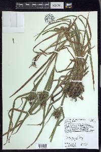 Carex grayi image