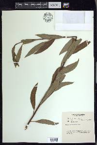 Salix arbusculoides image