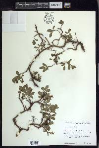 Salix arctica image