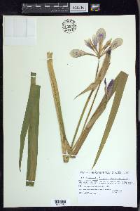 Iris virginica image