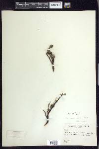 Salix arctophila image