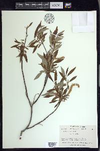 Salix arbusculoides image