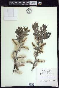 Salix barclayi image