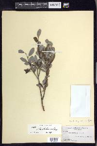 Salix athabascensis image