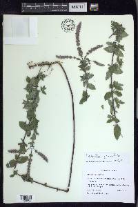 Mentha suaveolens image