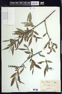 Salix amygdaloides image