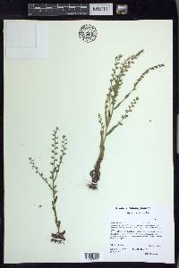 Myosotis verna image