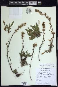 Solidago ontarioensis image