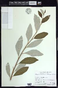 Salix alaxensis image