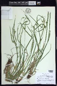 Carex grisea image