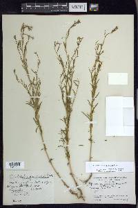 Epilobium brachycarpum image