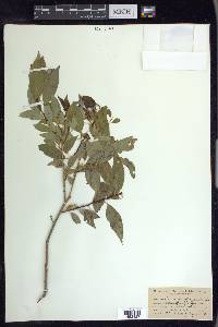 Salix amygdaloides image