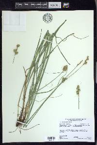 Carex merritt-fernaldii image