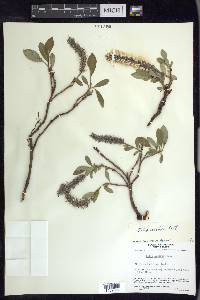 Salix arctica image