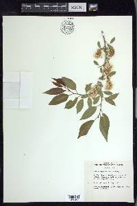 Salix amygdaloides image