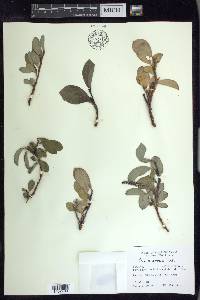 Salix arctica image