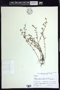 Polygonum aviculare var. buxiforme image