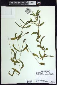 Potamogeton illinoensis image
