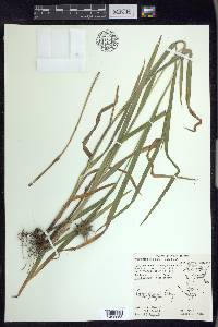 Carex grayi image