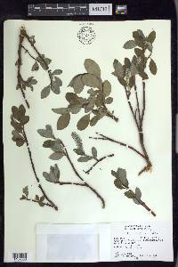 Salix arctica image