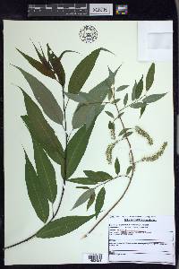 Salix amygdaloides image