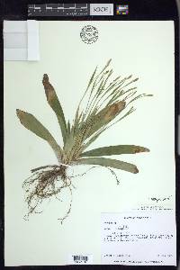 Carex platyphylla image