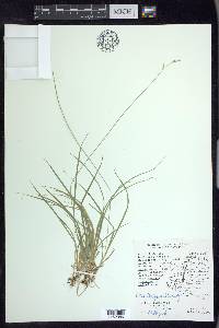 Carex deweyana image