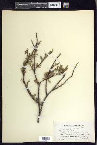 Salix arbusculoides image