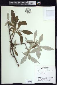 Salix alaxensis image