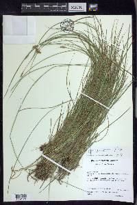 Carex crawfordii image