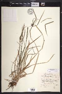 Carex intumescens var. intumescens image