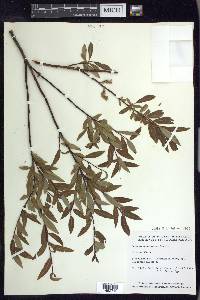 Salix arbusculoides image