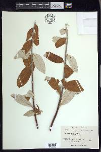 Salix alaxensis image