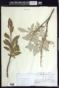 Salix alaxensis image