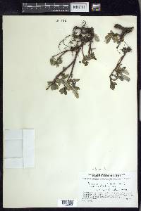 Salix arctica image