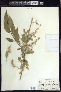 Salix amygdaloides image